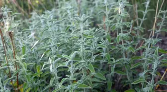 Tekirdağ'dan dünyaya ada çayı