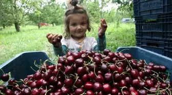 500 bin ağaçta 30 bin ton kiraz üretimi yapıldı