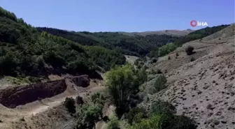 Kelebek gözlemcisi ve fotoğraf sanatçısı Yalçın: 'Gümüşhane'de kelebek popülasyonu yok oluşun eşiğinde'