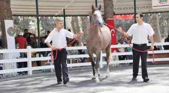 TİGEM tay satışından tek seferde 3 milyon 112 bin TL'lik gelir elde etti