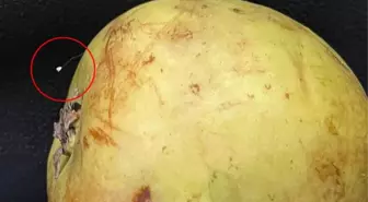 Manavdan aldığı armudun üzerinde oldukça nadir görülen Udumbara çiçeğine rastladı