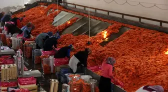 Konya'da üretilen havuçlar dünya pazarlarına gönderiliyor