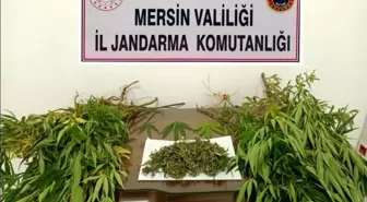 Mersin'de 57 kök kenevir bitkisi ele geçirildi