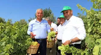 Toroslar'da bağ bozumu şenliği