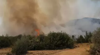 Adana Yüreğir'de makilik ve ormanlık alanda çıkan yangına müdahale ediliyor