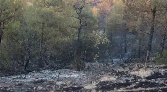 Son dakika: Kilis'teki orman yangını 5 buçuk saatte güçlükle kontrol altına alındı