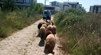 Koyunları kaybolan çiftçinin yardımına Gemlik Zabıtası koştu