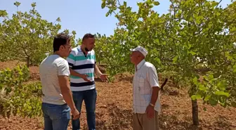 Kuraklık fıstığı vurdu, ziraat mühendisleri bağ ve bahçelere indi