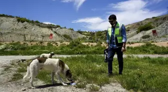 OEDAŞ tatil döneminde de sokak hayvanlarını yalnız bırakmadı