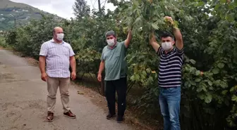 Trabzon'da fındık hasat tarihleri belli oldu