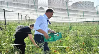 Beylikdüzü Belediyesi Yaşam Bahçesi'nde yaz hasadı devam ediyor