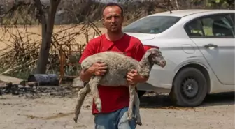 HAYVANLARINDAN GERİ 2 İNEK, 1 KOYUN VE 2 KUZU KALDI