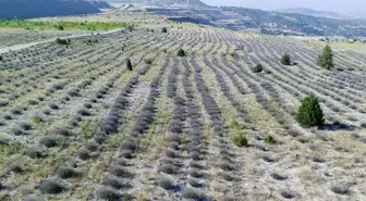 Son dakika haber: Eski maden sahasından lavanta kokuları yükseliyor