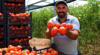 Amasya'da domates, üreticisini sevindirdi