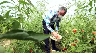 Bayraktar köyünde ilk hasadı Başkan Büyükakın yaptı