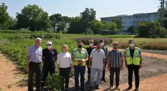 Bursa Uludağ Üniversitesinin Tıbbi ve Aromatik Bitkiler Bahçesi örnek olacak