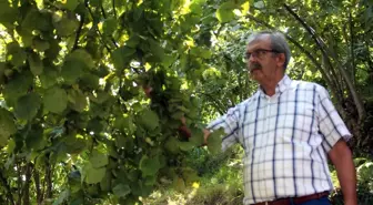 Fındık üreticisi hasat öncesi fiyat açıklanmasını bekliyor