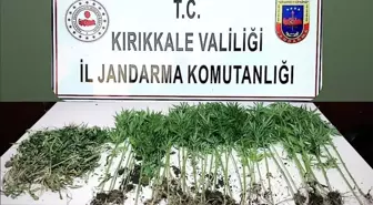 Kırıkkale'de tarlada Hint keneviri ele geçirildi