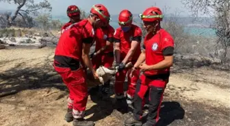 Manavgat'taki yangında sığındığı mağarada mahsur kalan çoban ve 45 keçisi kurtarıldı