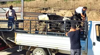 Yangından etkilenen köylülere büyükbaş hayvan desteği