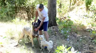 Duyarlı vatandaş sayesinde sokak köpeği ölmekten kurtuldu