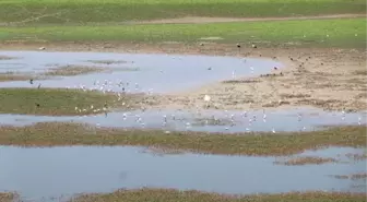 Nallıhan Kuş Cenneti sazlığındaki yangına kuş neden olmuş