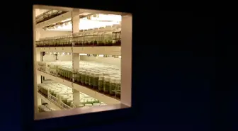 Şeftalide verim ve kalite 'yerli anaç' ile artacak