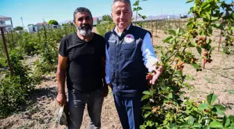 İl Tarım ve Orman Müdürü Şahin'den ahududu yetiştiriciliği önerisi