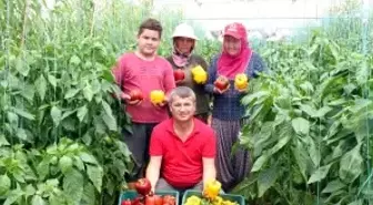 Mersin'de deneme amacıyla ekilen paprika biberinin kilosu 13 liradan satılıyor