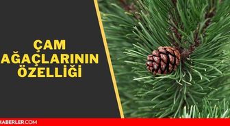 Kızılçam kaç yılda büyür? Çam ağacının özelliği nedir?