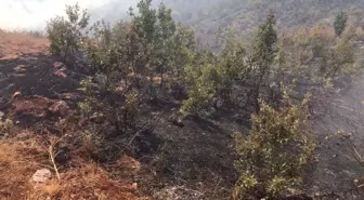 Son dakika haber... Siirt'te çıkan örtü yangınında 10 hektar alan zarar gördü