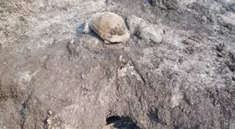 A tortoise that hid in a tree hole survived the fire unharmed in Antalya