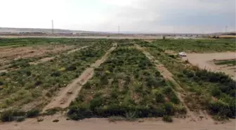 DİYARBAKIR VALİSİ, HASADI YAPILAN 45 KİLOLUK KARPUZU KILIÇLA KESTİ