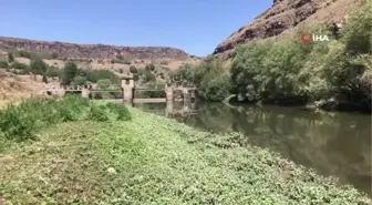 Son Dakika | Korkulan oldu... Kars Çayı'nda toplu balık ölümü