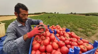 ÇANAKKALE DOMATESİNDE HASAT BAŞLADI