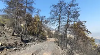 Çine'de yeşil siyaha döndü