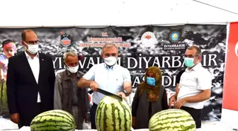 Diyarbakır'da yarışacak tescilli karpuzların hasadı başladı