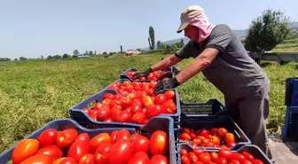 Domates fiyatları tarlada 50 kuruş, markette 5 lira! Üretici isyanda