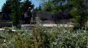 Başkentli çiftçiler, 'süper meyve' aronyanın üretimini arttırmak için kooperatif kuracak (2)