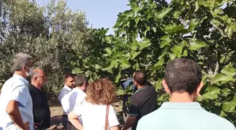 Dalında kuruyup dökülen kara incir için araştırma