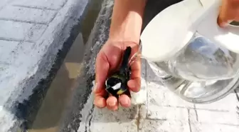 Sıcaktan bayılan kuşu suyla ayılttı