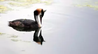 Doğa harikası Çıldır Gölü sonbahardaki göçe hazırlanan kuşlar ile şenlendi