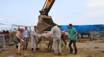 HOPA'DA TIR PARKINDA ÖLÜME TERK EDİLEN ATLAR KARANTİNADA