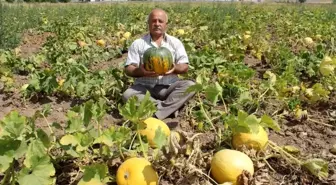 Kabak hasadına günler kala Tomarza Kabağı'na özel şiir