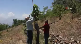 Verimsiz ceviz ağaçları kabuk altı aşısıyla verimli hale getiriliyor