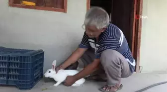 Bozan ailesi, alevlerden kurtulan 'Pamuk' tavşana gözü gibi bakıyor