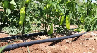 Baraj suyunu damla damla kullanan çiftçiler tarımsal sulamada yüzde 90 tasarruf sağladı