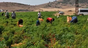 GAZİANTEP'TE KIRMIZI BİBER HASADA BAŞLADI