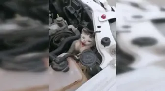 Son dakika haberi... Otomobilin motor kısmına sıkışan kediyi itfaiye kurtardı