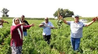 40 derece sıcağın altında biber hasadı